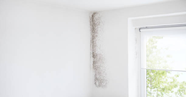  Mccaysville, GA Mold Removal Pros