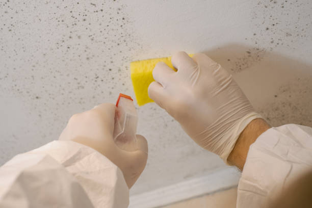 Best Mold Remediation for Healthcare Facilities  in Mccaysville, GA