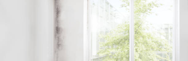 Best Residential Mold Inspection & Testing  in Mccaysville, GA