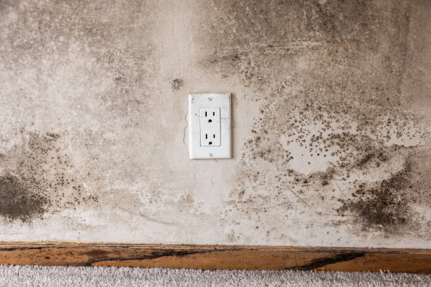 Best Air Quality Testing for Mold Spores  in Mccaysville, GA