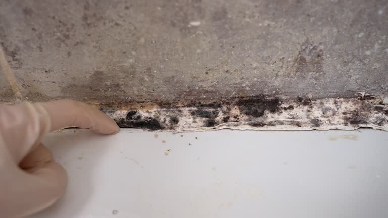 Best Environmental Consulting for Mold Prevention  in Mccaysville, GA
